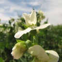 wherry and sons,limited