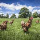 premier foods group limited