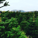 leigh sinton farm & nurseries limited