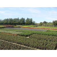 glendale horticulture limited
