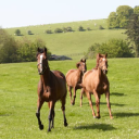 highclere stud limited
