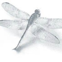 anthem management limited