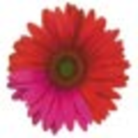 the leisure media company limited