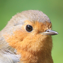 nigel matthew limited