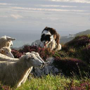 borough farm limited