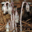 unusual plants limited