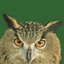 shire consulting limited