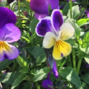 pepper-pot nursery limited