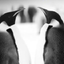 kingston consulting limited