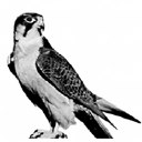 falcon precision engineering limited