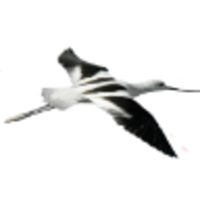 avocet steel strip limited