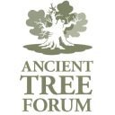ancient tree forum