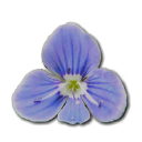 speedwell climate limited