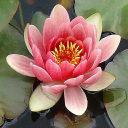 waterside nursery limited