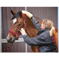 stallion a.i services limited