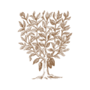 holdsworth chocolate limited