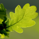 hobbs parker 2000 limited