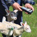 border software limited