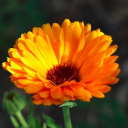 gardens for life limited