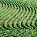 environment first limited