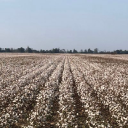 g a robinson limited