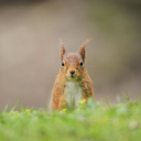 davison blackett limited