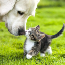 agria pet insurance limited