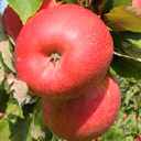 orchard holdings ltd.