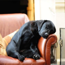 villager jim limited