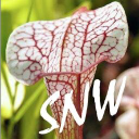 sarracenia limited