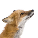 shipman security systems limited