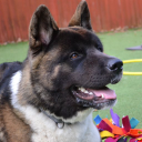 royvon dog training limited
