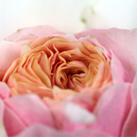 flowers 24 hours limited