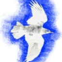 white raven associates limited