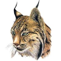 lynx advisors limited