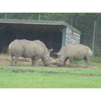 wilkes management services ltd