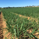 suffolk produce limited