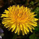 pharma group holdings limited