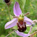gedling conservation trust ltd.