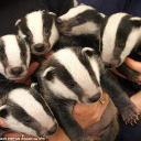 badger trust