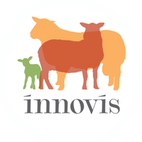 innovis breeding sheep limited