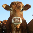 gonalston farm shop limited