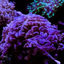 coral connections limited