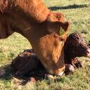 knights care limited