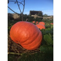 farringford estate limited