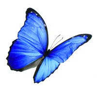 loynton & co solicitors ltd