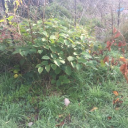 japanese knotweed group ltd