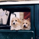 agronomic services limited