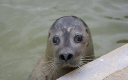 the seal sanctuary limited