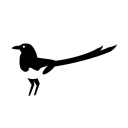 magpie travel limited